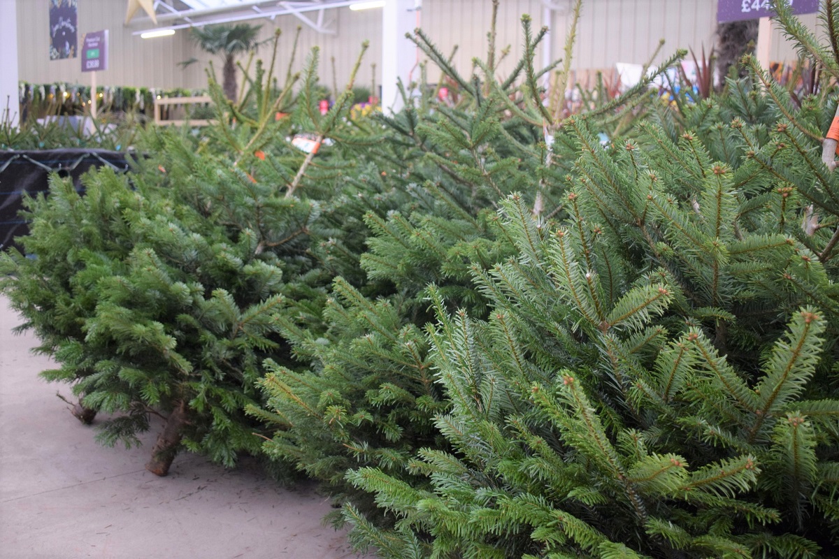 Real Christmas Trees Tingley Garden Centre